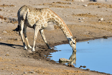 Giraffe drinking along a waterhole in the wild in Etosha National Park, Namibia, Africa.の写真素材