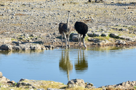 Ostrich along a waterhole in the wild in Etosha National Park, Namibia, Africa.の写真素材