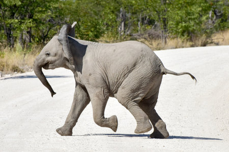 Baby Elephant in the wild in Etosha National Park, Namibia, Africa.の写真素材