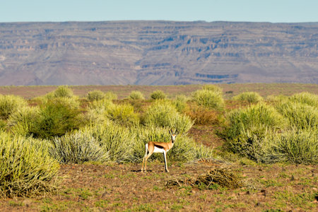 Fish River Canyon in Namibia, Africa. It is the largest canyon in Africa.の写真素材