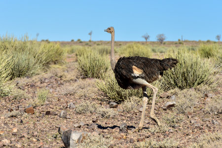 Ostrich in the Fish River Canyon in Namibia, Africa. It is the largest canyon in Africa.の写真素材