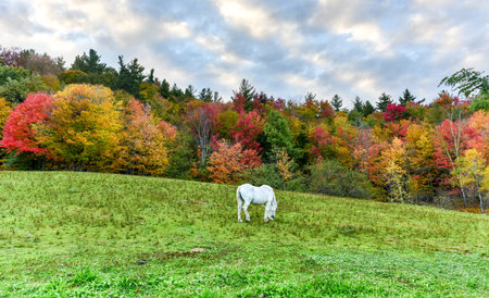 Horse grazing in an idyllic field in Vermont against autumn trees with peak foliage.の写真素材
