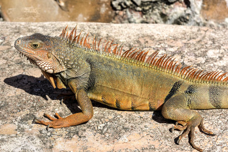 Iguana resting along the walls of El Morro   in San Juan, Puerto Ricoのeditorial素材