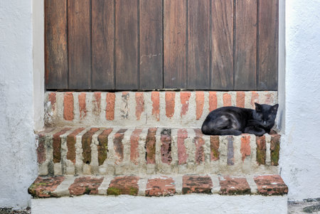 Cat on the streets of Old San Juan, Puerto Rico.