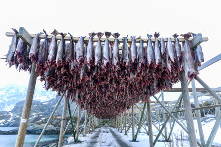 Cod hanging to dry in Blomsteroya, Lofoten Islands, Norway.の写真素材