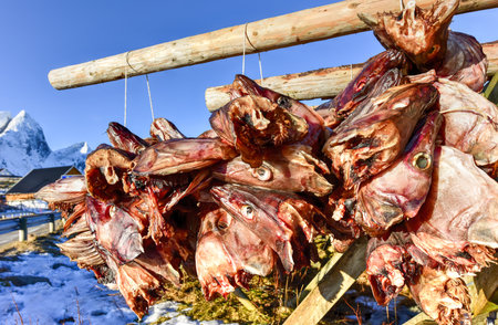 Stockfish hanging in the winter in Olenilsoya in Reine, Lofoten Islands, Norway.の写真素材