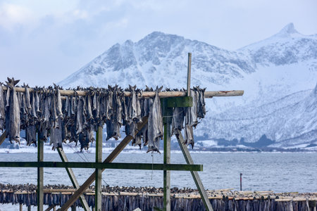 Stockfish (cod) in winter time in Gimsoy, Lofoten Islands, Norway.の写真素材