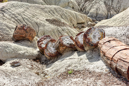 The Crystal Forest in the Petrified Forest National Park in Arizona.の写真素材