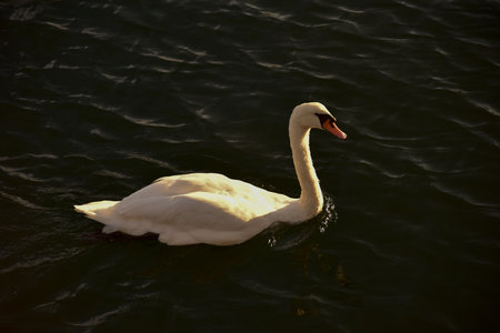 Swan swimming in the canal in Sheepshead Bay, Brooklyn, New York.の写真素材