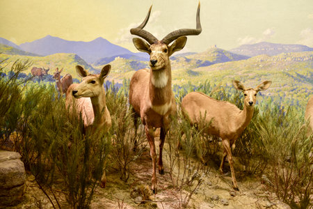 New York, USA - January 29, 2017: Antelope model at the American museum of Natural History (AMNH). It is one of the the largest museums in the world.のeditorial素材