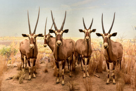 New York, USA - January 29, 2017: Diorama in Akeley Hall of African Mammals model at the American museum of Natural History (AMNH). It is one of the the largest museums in the world.のeditorial素材