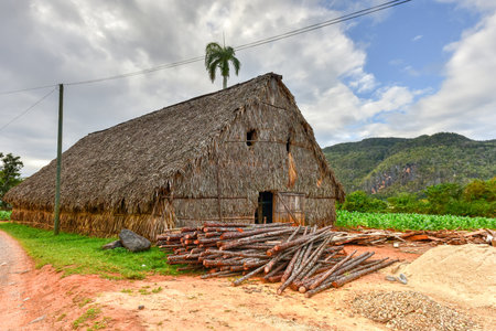 Tobacco drying room in the Vinales valley, north of Cuba.の写真素材