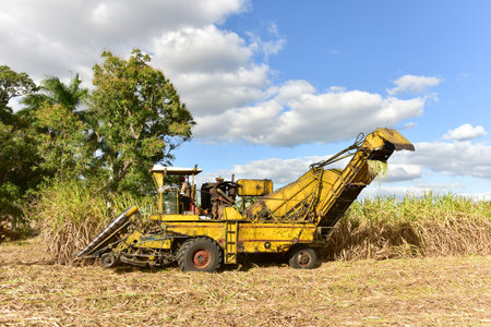 Sugar cane fields in the process of being harvested in Guayabales, Cuba.の写真素材