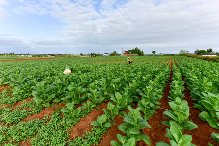 Tobacco field in the Vinales valley, north of Cuba.の写真素材