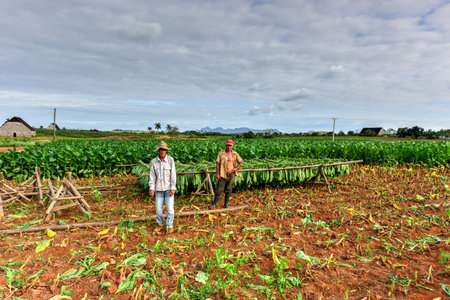 Vinales, Cuba - January 10, 2017: Cuban workers in tobacco field in the Vinales valley, north of Cuba.のeditorial素材