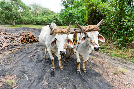 Cuban Cow in the field in Vinales, Cuba.の写真素材
