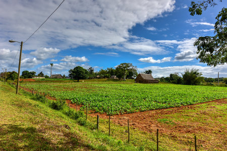 Tobacco field in the Vinales valley, north of Cuba.の写真素材