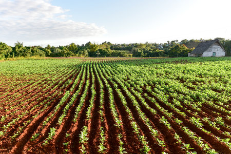 Tobacco field in the Vinales valley, north of Cuba.の写真素材
