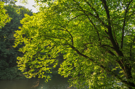National dendrological park "Sofiyivka" in Uman, Ukraine.の写真素材