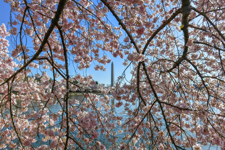 Cherry blossoms at the Tidal Basin during spring in Washington, DC.の写真素材