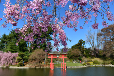 Japanese Garden in the Brooklyn Botanic Garden, New York City, U.S.A.のeditorial素材