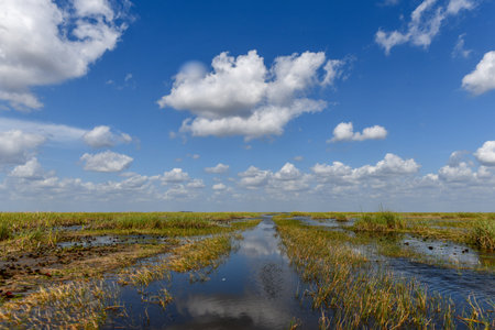 Florida wetland in the Everglades National Park in USA. Popular place for tourists, wild nature and animals.の写真素材