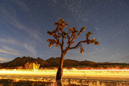 Beautiful landscape in Joshua Tree National Park in California at night.の写真素材