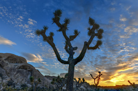 Beautiful landscape in Joshua Tree National Park in California.の写真素材