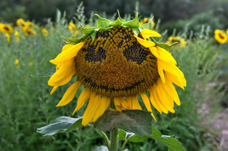 Close-up of a sunflower with a smile in a Sunflower Maze in Sussex County, New Jersey.の写真素材