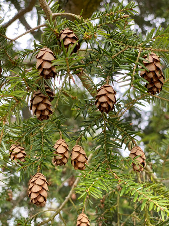 Close up and low angle of Tsuga baby tiny small pinecones hanging off the small, soft needle branches of a Eastern hemlock pine coniferous tree.の写真素材