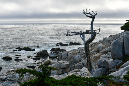 Landscape of Pescadero Point with ghost trees along 17 Mile Drive in the coast of Pebble Beach, Californiaの写真素材
