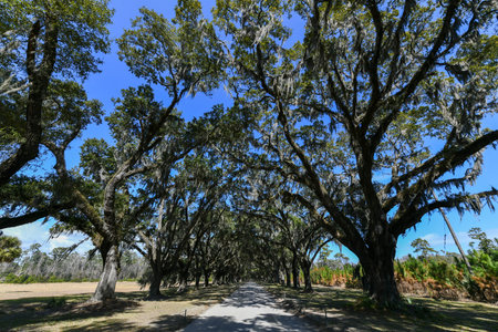 Spanish moss along the  oak tree lined road at historic Wormsloe Plantation in Savannah, Georgia.の写真素材