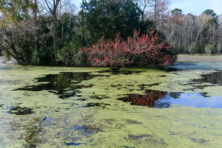 Magnolia Plantation and Garden in Charleston, South Carolina. It is one of the oldest plantations in...