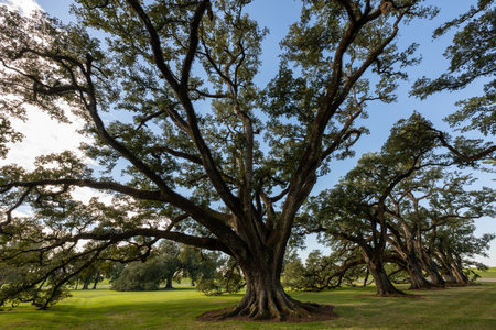 Oak Alley Plantation is a historic plantation located on the west bank of the Mississippi River, in...