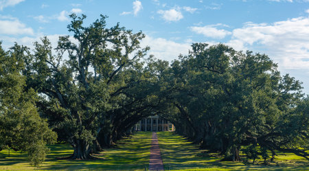 Oak Alley Plantation is a historic plantation located on the west bank of the Mississippi River, in the community of Vacherie, St. James Parish, Louisiana, US.の写真素材
