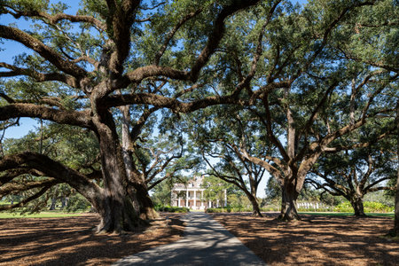 Oak Alley Plantation is a historic plantation located on the west bank of the Mississippi River, in the community of Vacherie, St. James Parish, Louisiana, US.の写真素材