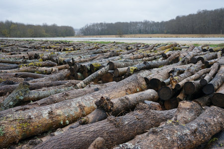 Woods cut lined by the roadside