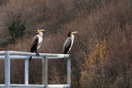 Two cormorants sitting on a metal fence in the forest