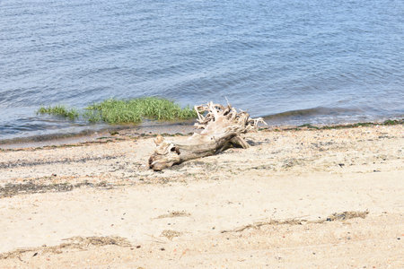 Close up of driftwood on sandy beachの写真素材