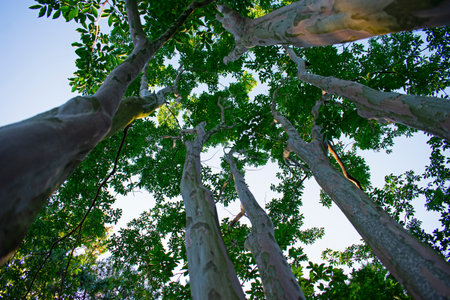 Looking up at tree tops and a blue sky from the base of the treesの写真素材