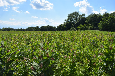 Milkweed field at Thompson Park in Holmdel, New Jersey, USA, on a mostly sunny day with puffy cumulus cloudsの写真素材