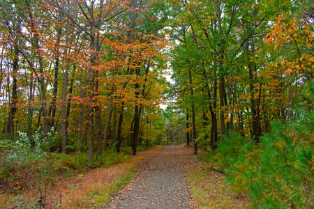 Lush Autumn foliage line the pathways and trails of Cheesequake State Park in Matawan, New Jersey,...