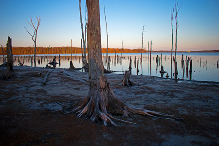 Dead trees with exposed root systems line the Manasquan Reservoir lake in Howell, New Jersey -10の写真素材