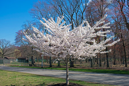 Cherry blossom tree with white flowers in full bloom at Thompson Park, Monroe, New Jersey, on a sunny spring day against a bright blue sky -01の写真素材