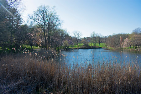 Trees and flowers are beginning to bloom around the small lake at Holmdel Park, New Jersey, -10の写真素材