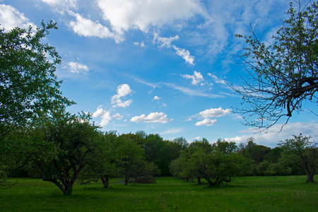 Peaceful cumulus and stratus clouds hover over a local park in the suburban town of Old Bridge, New Jersey, USA -09の写真素材