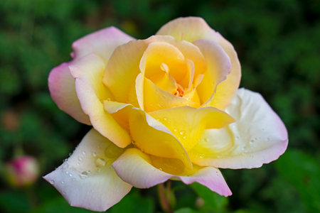 Single large yellow rose, with hints of pink on the outside petals, on a blurred green background -24の写真素材