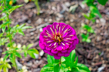 Single plum-purple narrow leafed zinnia flower on a blurred background of green leaves and soil -01の写真素材
