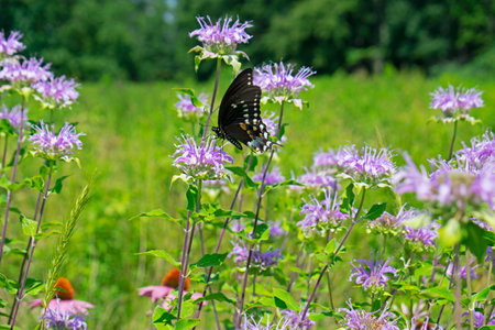 A solitary spicebush swallowtail butterfly feeding on a field of wild bergamot flowers -01の写真素材