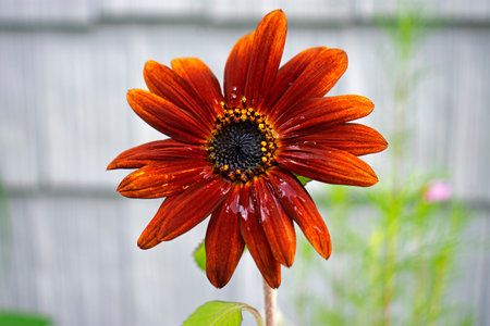 Isolated bright red sunflower (helianthus) head on a blurred gray and green background-12の写真素材